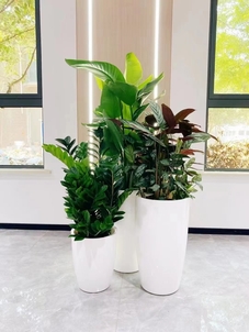 揭秘江北花木出租价格，别被坑啦